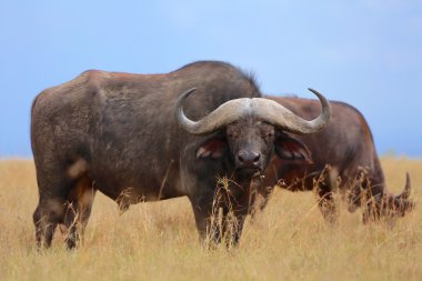 buffaloes at the masai mara national park clipart