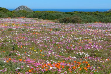west coast national park Güney Afrika çiçekleri
