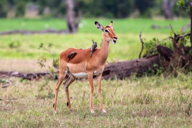 Impala kuşlar masai mara Ulusal Park