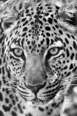 kruger national park Güney Afrika (siyah ve beyaz, harika bir leopar portresi)