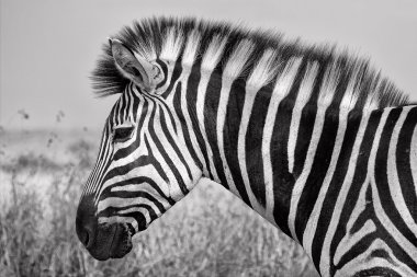 portrait of a zebra at the kruger national park south africa clipart