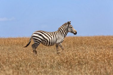 çim masai mara Ulusal Park'ta yürüyüş zebra