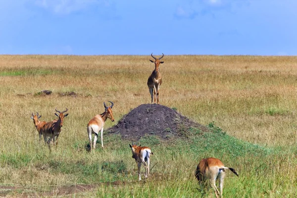 Herd of hartebeests at the masai mara national park — Stock Photo, Image