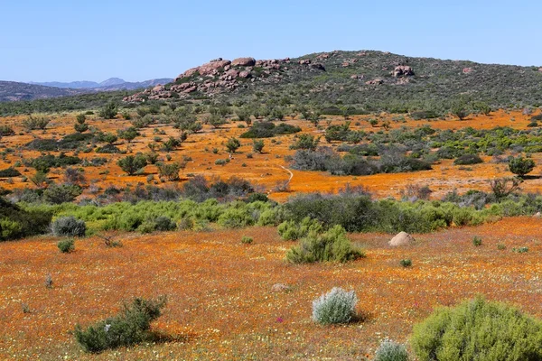 Flowers at the namaqualand national park south africa — Stock Photo, Image