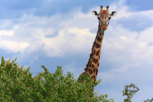 Giraf in het masai mara national park Kenia — Stockfoto