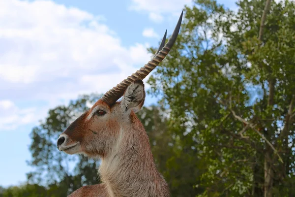 Um retrato de um waterbuck no parque nacional masai mara kenya — Fotografia de Stock