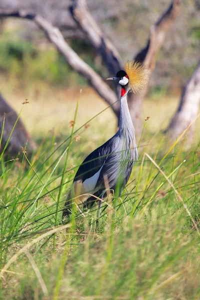 Crowned crane at samburu national park kenya — Stock Photo, Image