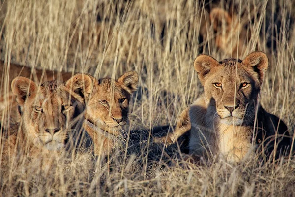 Lwy w parku narodowym etosha namibia — Zdjęcie stockowe