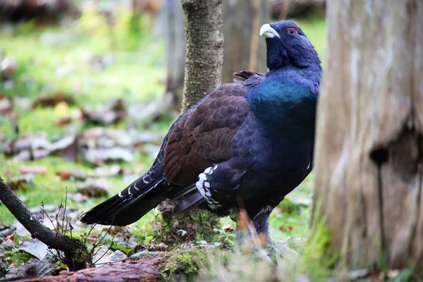 Urogallo negro en el parque nacional del bosque bavariano —  Fotos de Stock