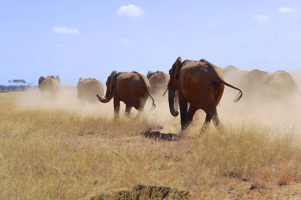 Herd of elephants a samburu national park kenya — Stock Photo, Image