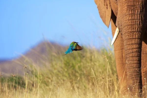 Bee eater flying near an elephant at samburu national park — Stock Photo, Image