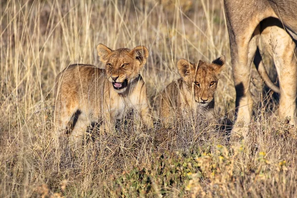 Leones cachorros en etosha parque nacional kenya —  Fotos de Stock