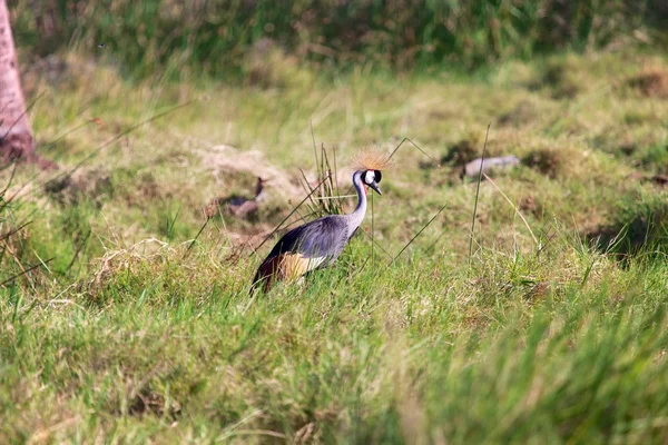 Grúa coronada en el parque nacional Samburu Kenya — Foto de Stock