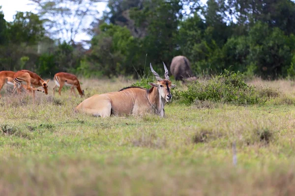 Cape eland at addo elephant national park — Stock Photo, Image