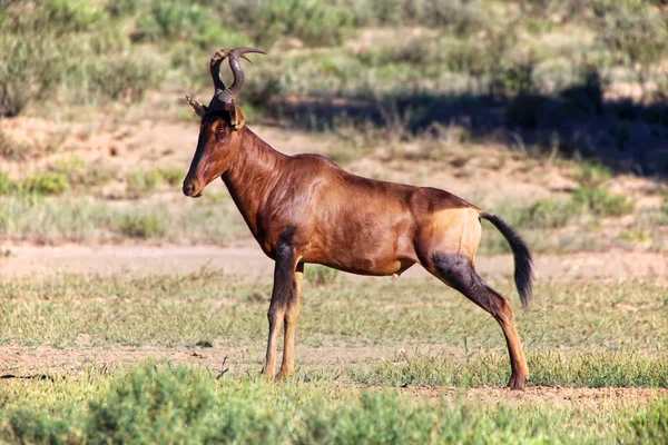 Bir hartebeest kgalagadi Sınırötesi park Güney Afrika — Stok fotoğraf