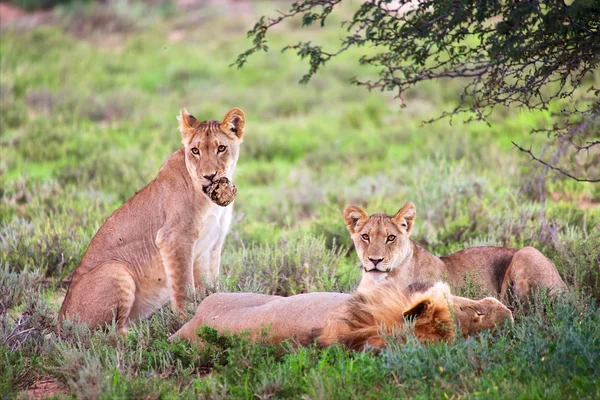 Kgalagadi Sınırötesi park Güney Afrika tarafı bahçesindeki aslanları — Stok fotoğraf