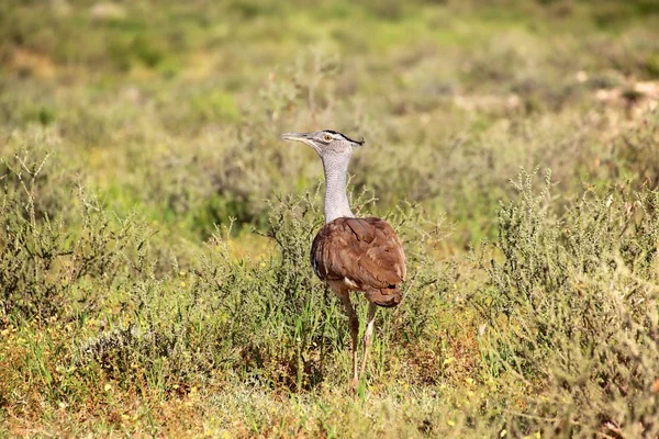 Een Koritrap op kgalagadi grensoverschrijdende nationaal park Zuid-Afrika — Stockfoto