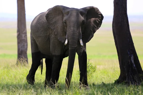 Elephant at masai mara national park Kenya — Stock Photo, Image