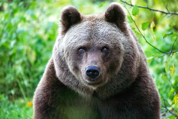 Ours au parc national de la forêt bavaroise Allemagne — Photo