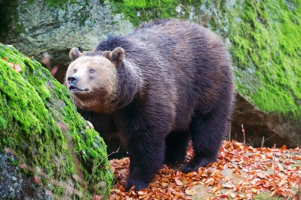 Oso en el Parque Nacional Bosque de Baviera alemania —  Fotos de Stock