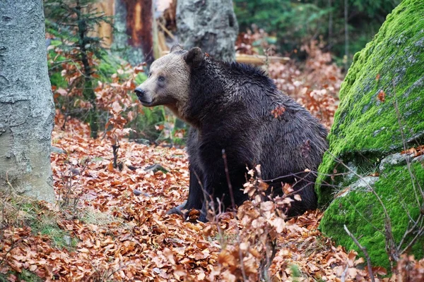 Oso en el Parque Nacional Bosque de Baviera alemania — Foto de Stock