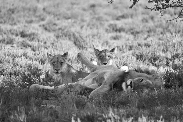 Lejon på kgalagadi gränsöverskridande park sydafrikanska sida — Stockfoto