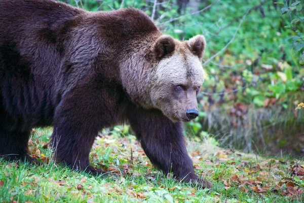Medvěd v národním parku Bavorský les Německo — Stock fotografie