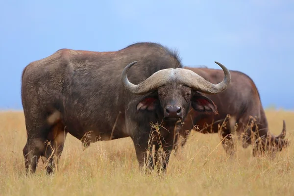 Texas'ın masai mara Ulusal Parkı