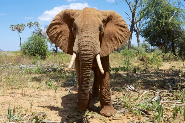サンブル国立公園ケニアに象とクローズ アップ — ストック写真