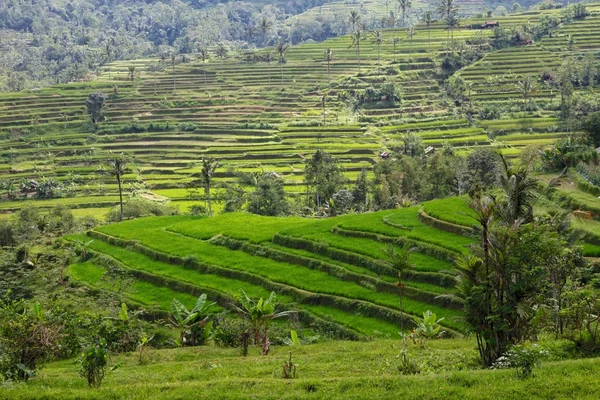 Bali ubud Endonezya yakınındaki güzel pirinç paddies