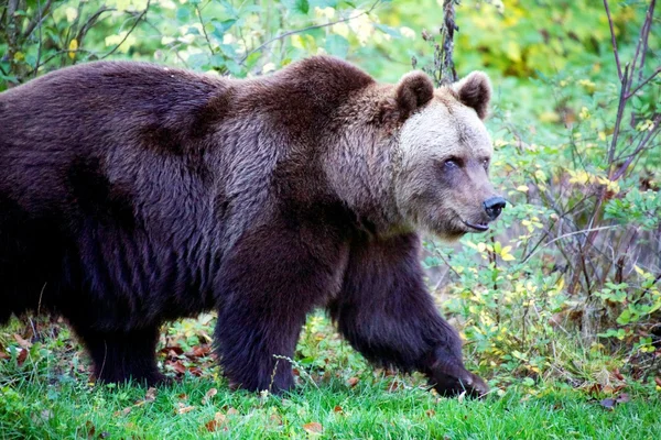 Urso no Parque Nacional da Floresta da Baviera Alemanha — Fotografia de Stock