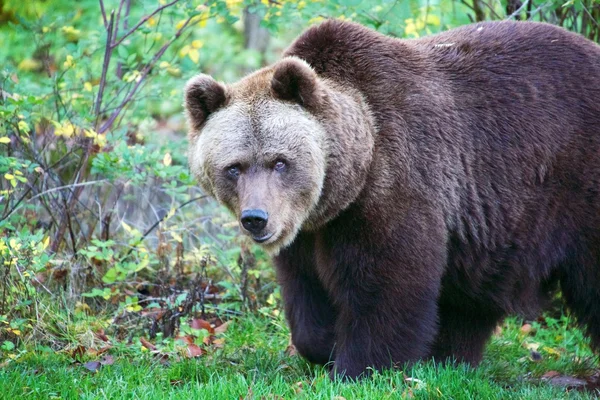 Orso nel Parco Nazionale della Foresta Bavarese germania — Foto Stock