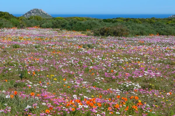 west coast national park Güney Afrika çiçekleri