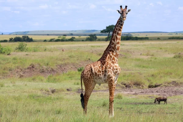 A giraffe at the masai mara national park kenya — Stock Photo, Image