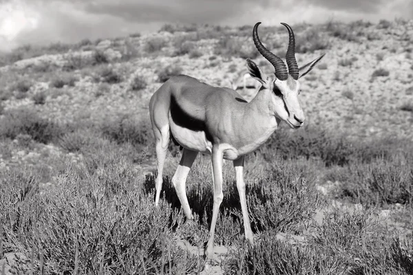 Uno springbok a kgalagadi parco transfrontaliero Sudafrica — Foto Stock