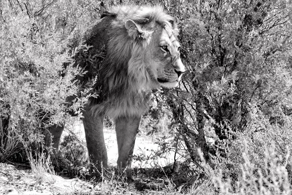 Лев в кустах на kgalagadi национального парка на юге Африки — стоковое фото