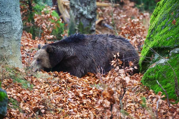 Orso nel Parco Nazionale della Foresta Bavarese germania — Foto Stock