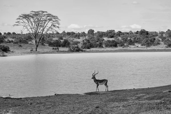 Impala at samburu national park kenya — Stock Photo, Image