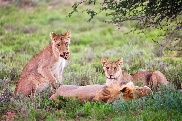 Leões no parque transfronteiriço de kgalagadi lado sul-africano — Fotografia de Stock