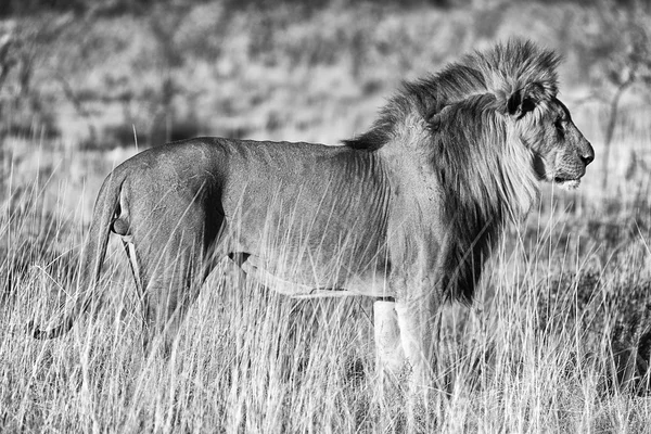 Hermoso león macho en etosha parque nacional namibia —  Fotos de Stock