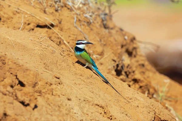 Harika Arı yiyici samburu Milli Parkı kenya — Stok fotoğraf