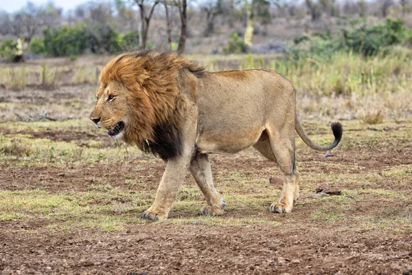 Der Königslöwe bei kruger — Stockfoto