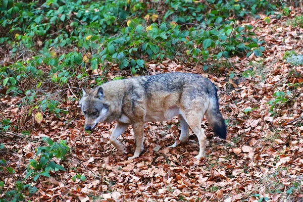 Vlk na Bavorský les národního parku Německo — Stock fotografie