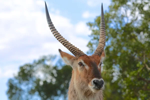 Retrato de um waterbuck no parque nacional masai mara kenya — Fotografia de Stock