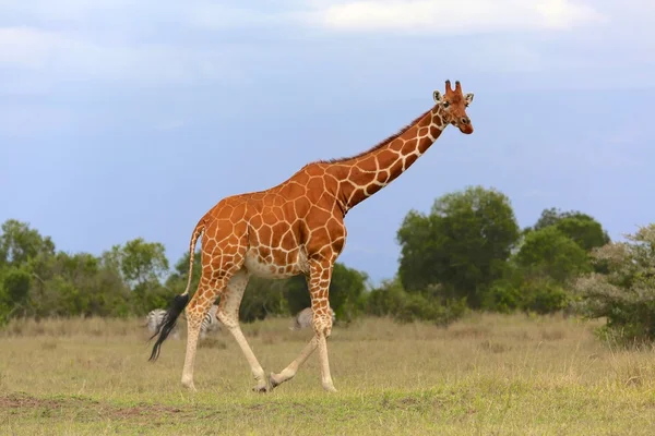 Masai giraff på Kenyas samburu nationalpark — Stockfoto