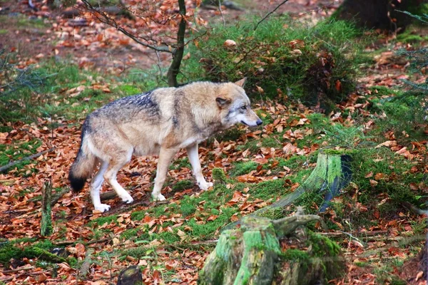 Wolf im Nationalpark Bayerischer Wald — Stockfoto
