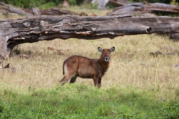 Waterbok kalf in masai mara nationaal park — Stockfoto