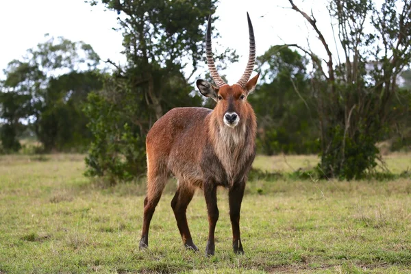 Waterbuck al parco nazionale masai mara kenya — Foto Stock