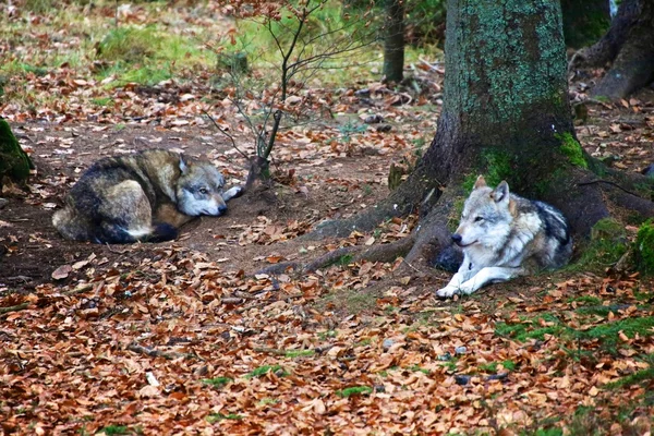 Wolf in het Beierse Woud Nationaal park Duitsland — Stockfoto