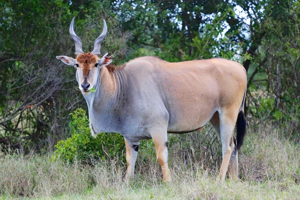 Massive cape eland at addo elephant national park — Stock Photo, Image